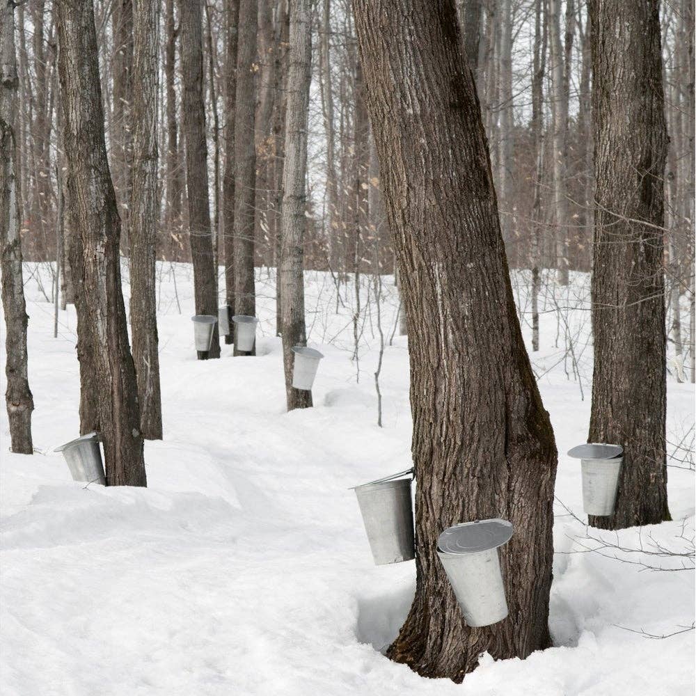 Pure Michigan Maple Syrup - 1 Bottle of 8 Fl. Oz.